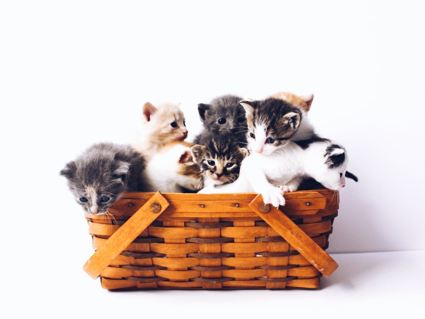 Обои корзина, белый фон, котята, basket, white background, kittens разрешение 1920x1568 Загрузить