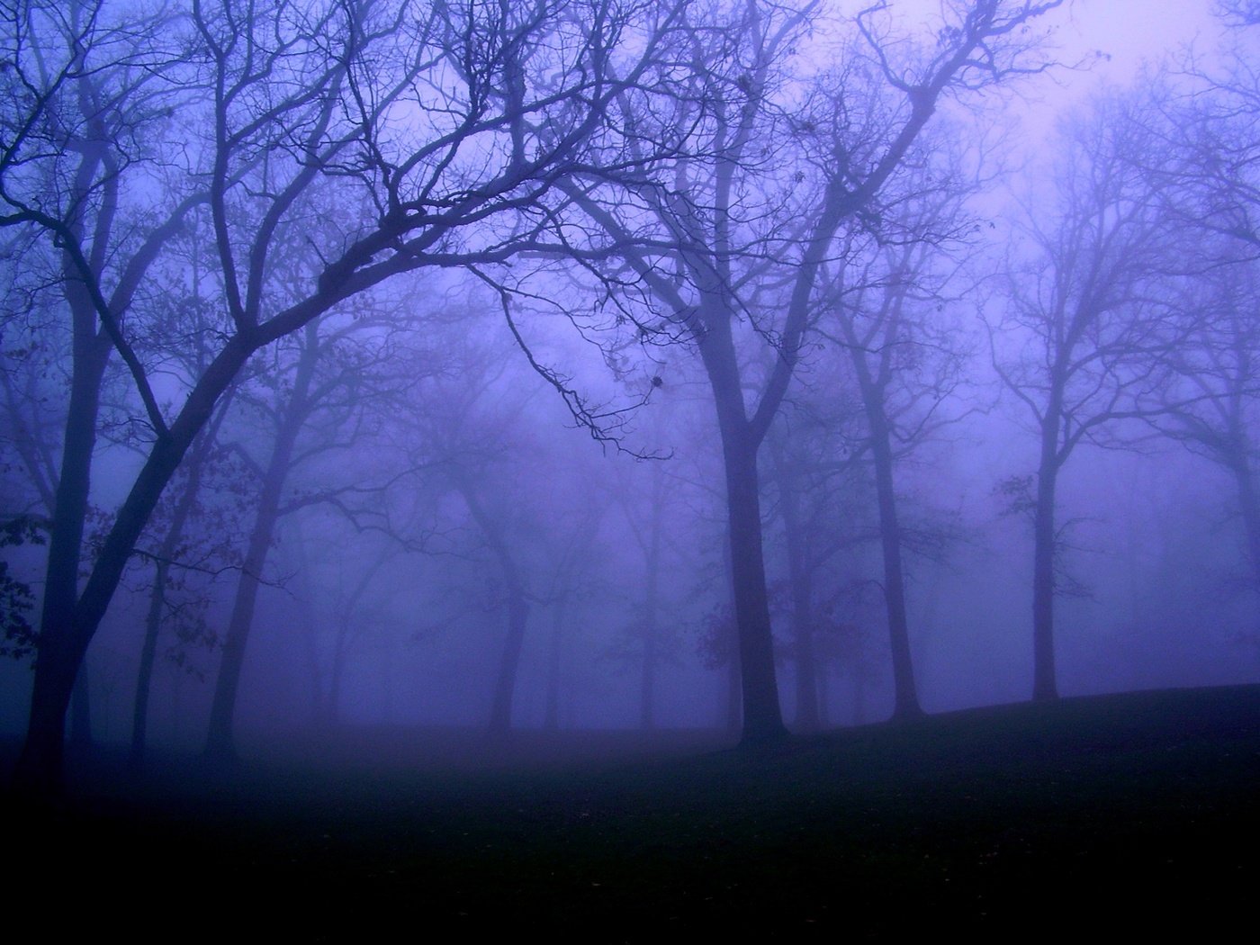 Обои ночь, деревья, природа, лес, туман, night, trees, nature, forest, fog разрешение 2272x1704 Загрузить