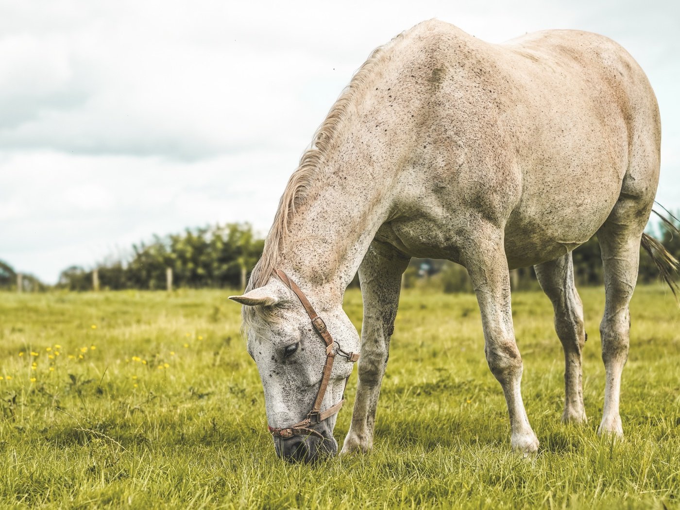 Обои лошадь, трава, поле, лето, пастбище, конь, horse, grass, field, summer, pasture разрешение 3840x2160 Загрузить