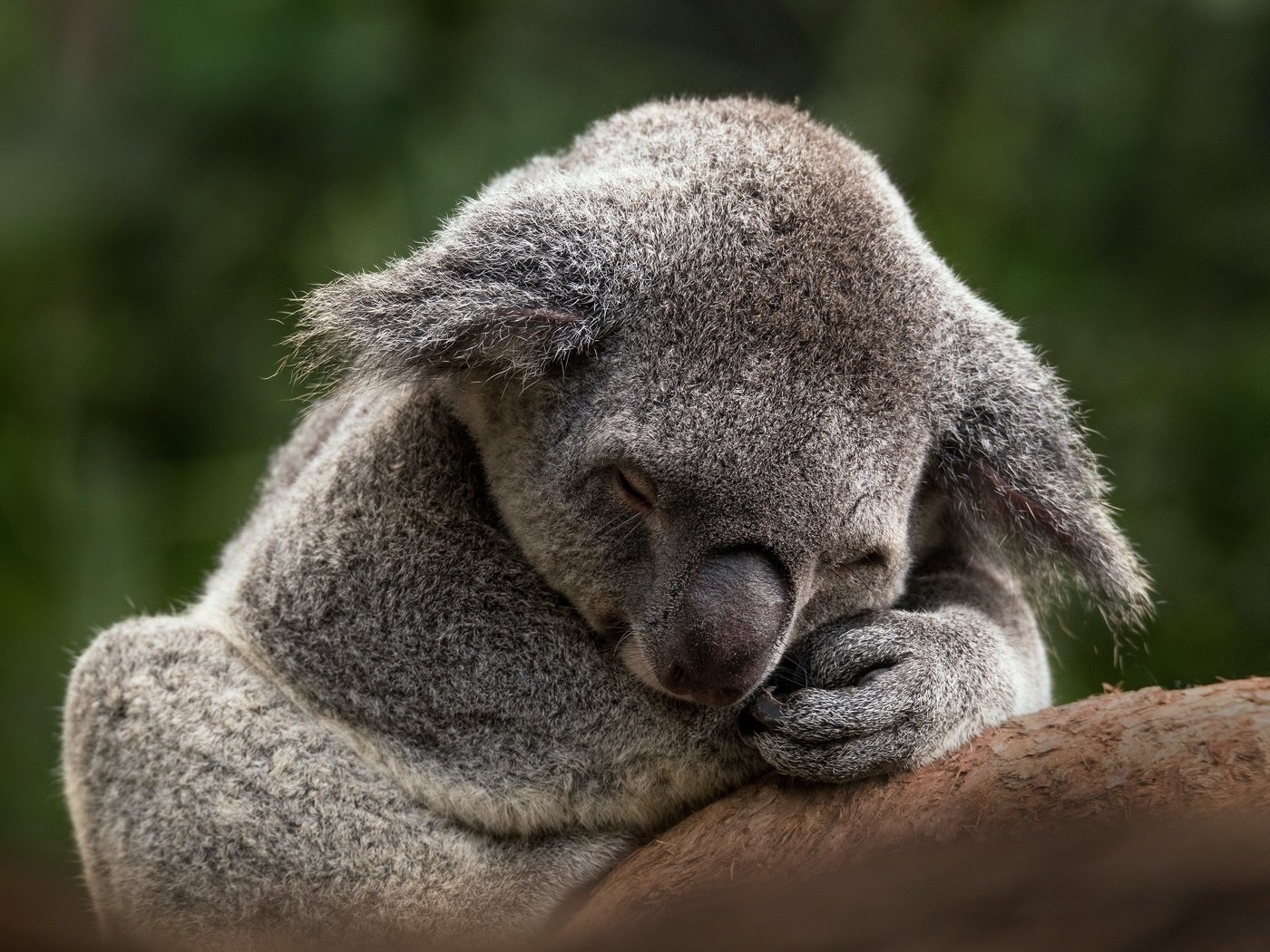 Обои коала, ветка, закрытые глаза, поза, лапы, сон, спит, отдых, мордашка, зеленый фон, koala, branch, closed eyes, pose, paws, sleep, sleeping, stay, face, green background разрешение 4822x3214 Загрузить