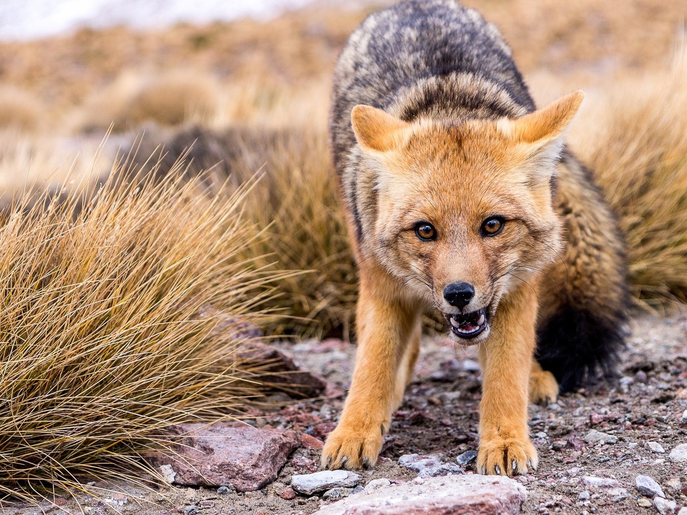 Обои морда, природа, взгляд, лиса, волк, койот, face, nature, look, fox, wolf, coyote разрешение 3840x2160 Загрузить