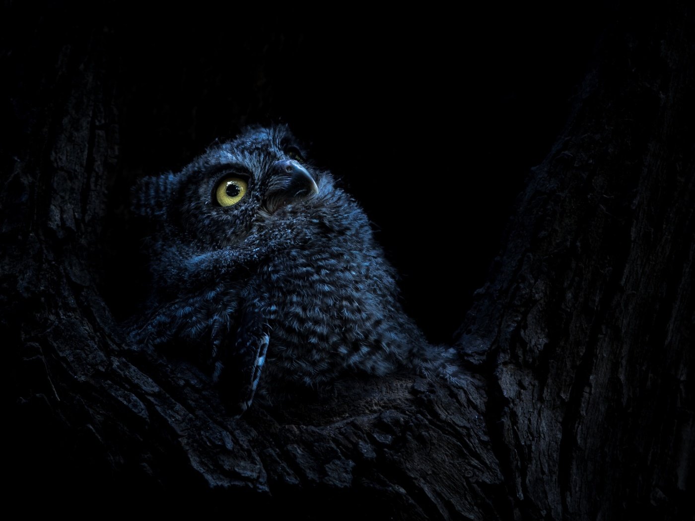 Обои ночь, сова, природа, дерево, птица, дупло, night, owl, nature, tree, bird, the hollow разрешение 2200x1572 Загрузить