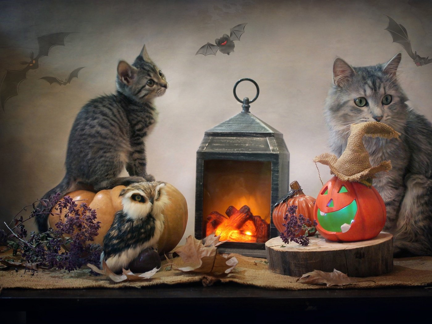 Обои сова, тыквы, листья, детеныш, животные, мешковина, светлана ковалёва, кот, котенок, фонарь, ткань, хэллоуин, owl, pumpkin, leaves, cub, burlap, animals, cat, kitty, lantern, fabric, halloween разрешение 2944x1998 Загрузить