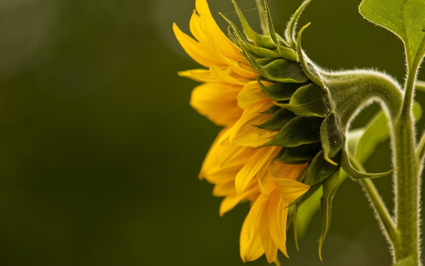 Обои желтый, макро, подсолнух, подсолнух., yellow, macro, sunflower, sunflower. разрешение 2560x1600 Загрузить