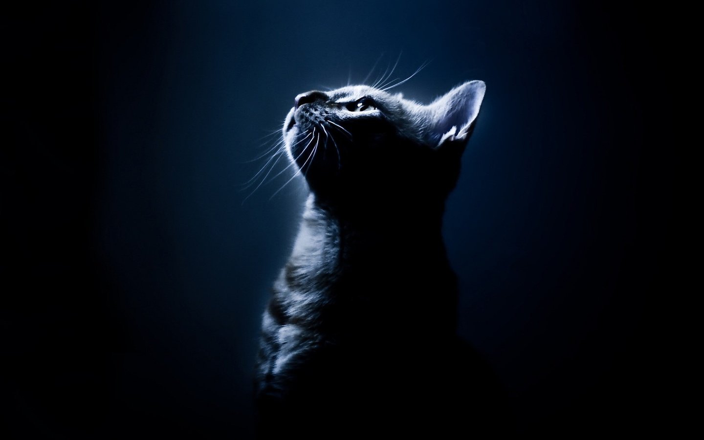 Обои свет, кошак, синий, кот, мордочка, усы, кошка, взгляд, профиль, черный фон, black background, light, koshak, blue, cat, muzzle, mustache, look, profile разрешение 1920x1440 Загрузить