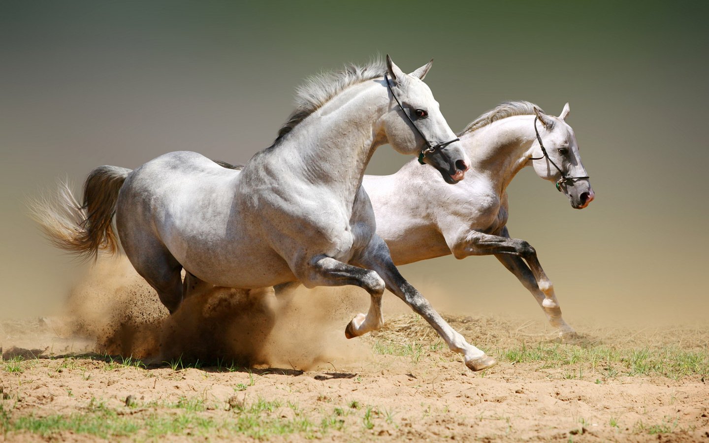 Обои животные, лошади, пыль, конь, момент, скакун, animals, horse, dust, the time разрешение 1920x1200 Загрузить