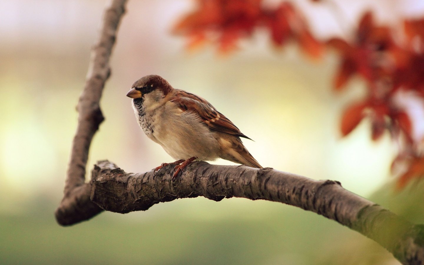 Обои ветка, птицы, воробей, branch, birds, sparrow разрешение 2560x1600 Загрузить