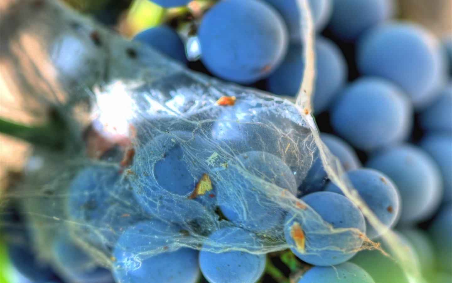 Обои виноград, паутина, grapes, web разрешение 1920x1440 Загрузить