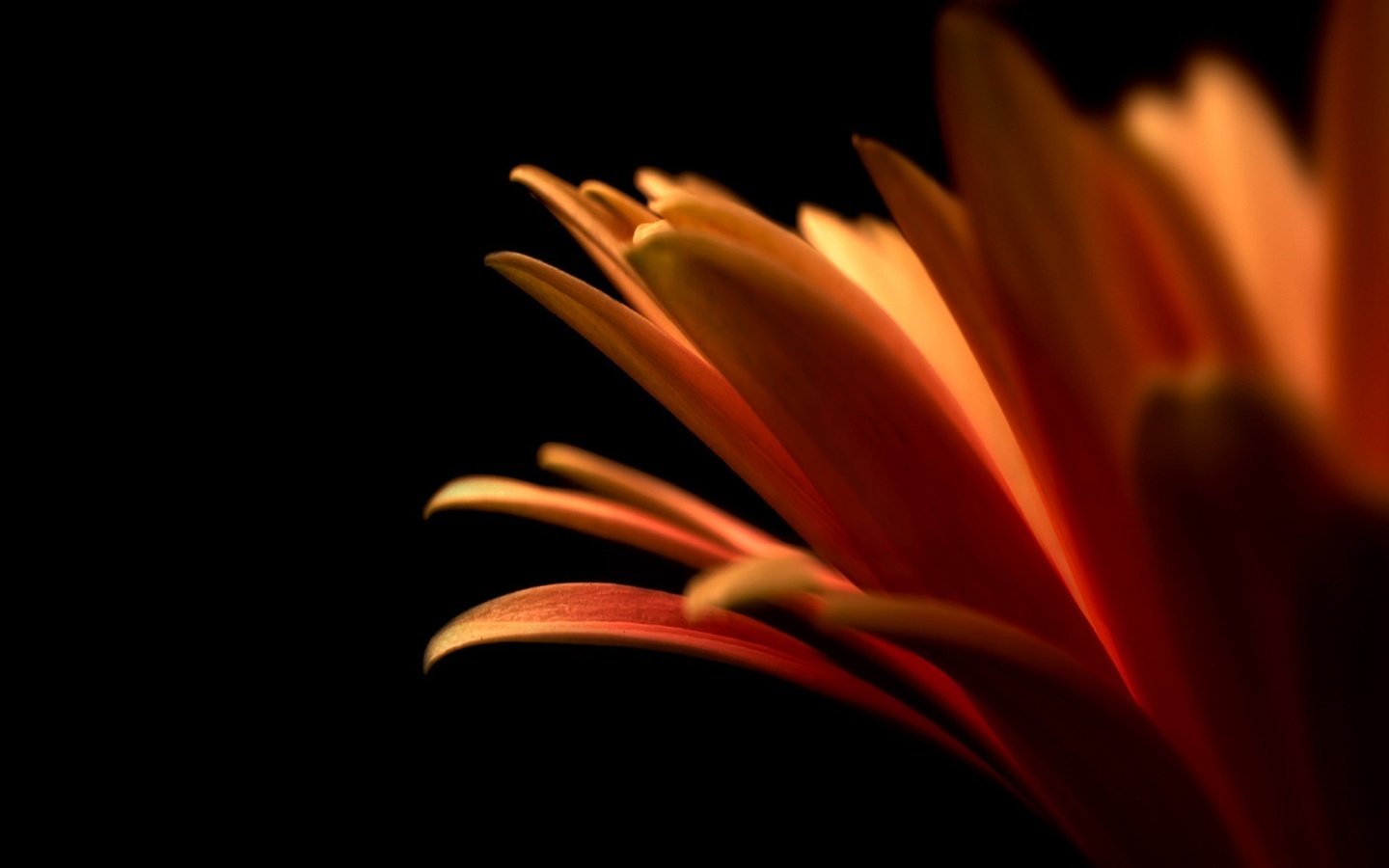 Обои цветок, лепестки, оранжевый, flower, petals, orange разрешение 2560x1600 Загрузить