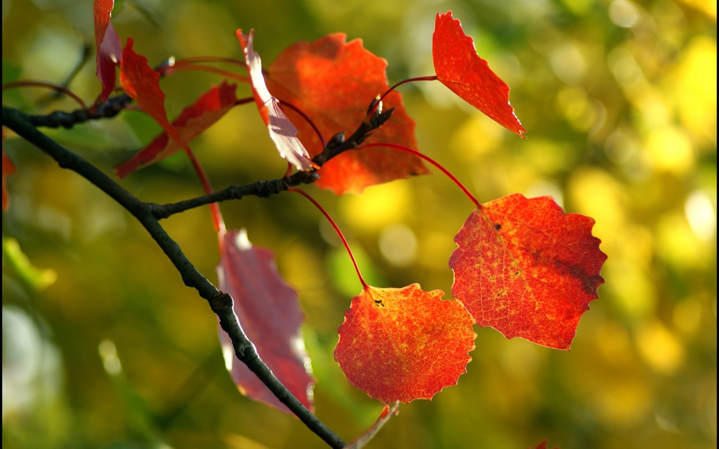 Обои дерево, листья, макро, осень, tree, leaves, macro, autumn разрешение 3896x2614 Загрузить