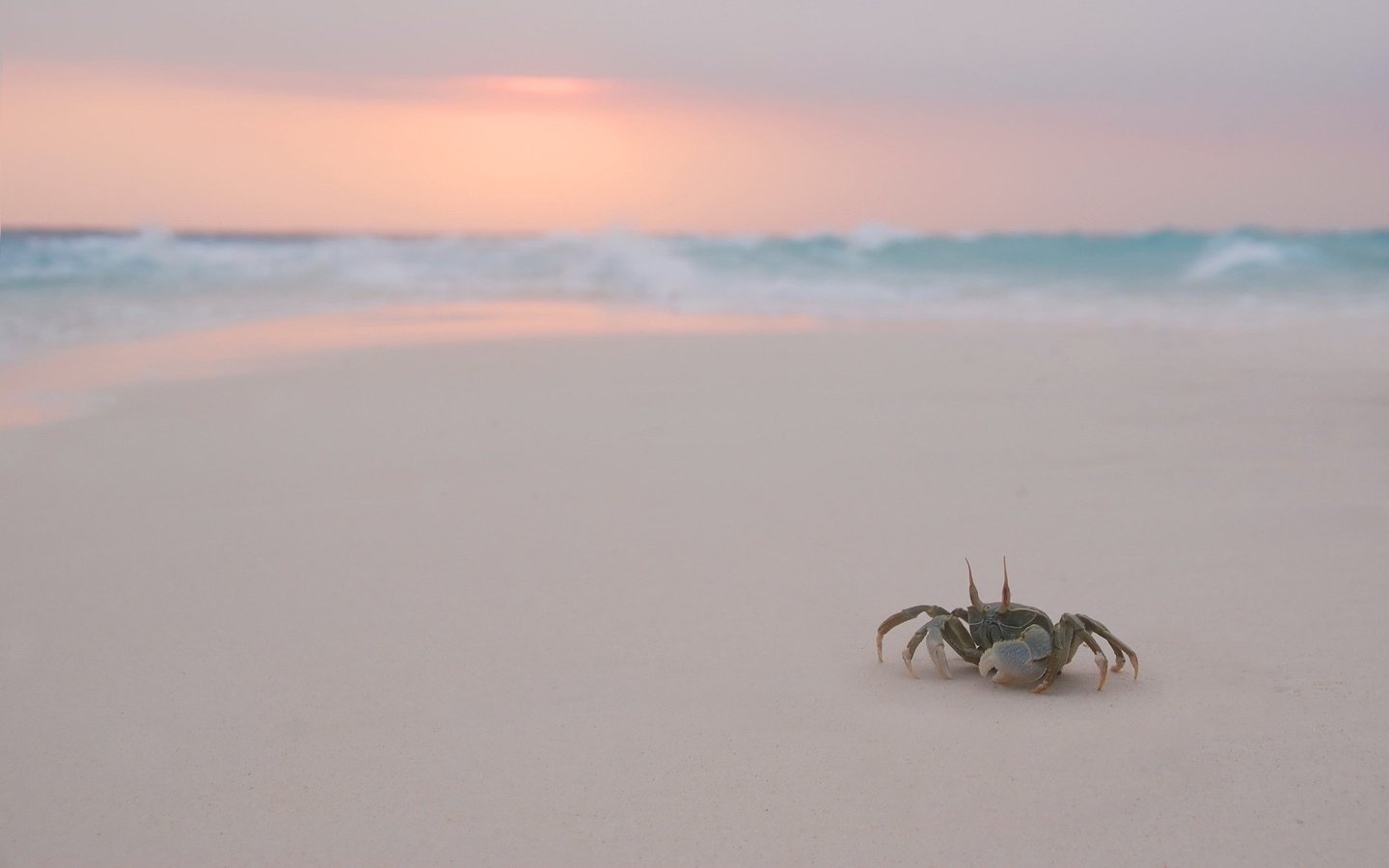 Обои вечер, пляж, крабик, the evening, beach, crab разрешение 1920x1200 Загрузить