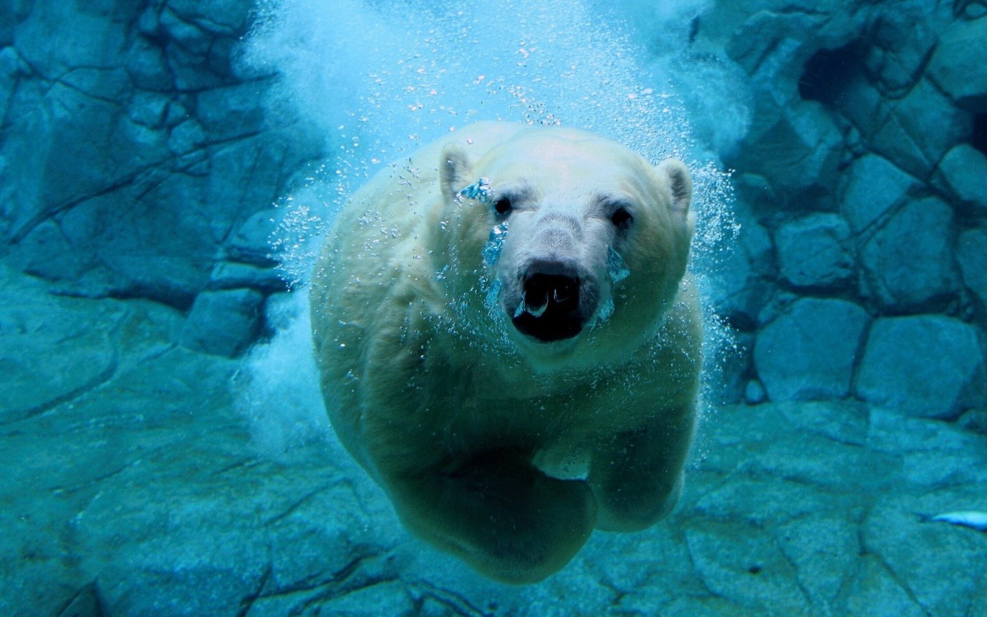 Обои вода, белый медведь, медведь под водой, water, polar bear, bear under water разрешение 1920x1440 Загрузить