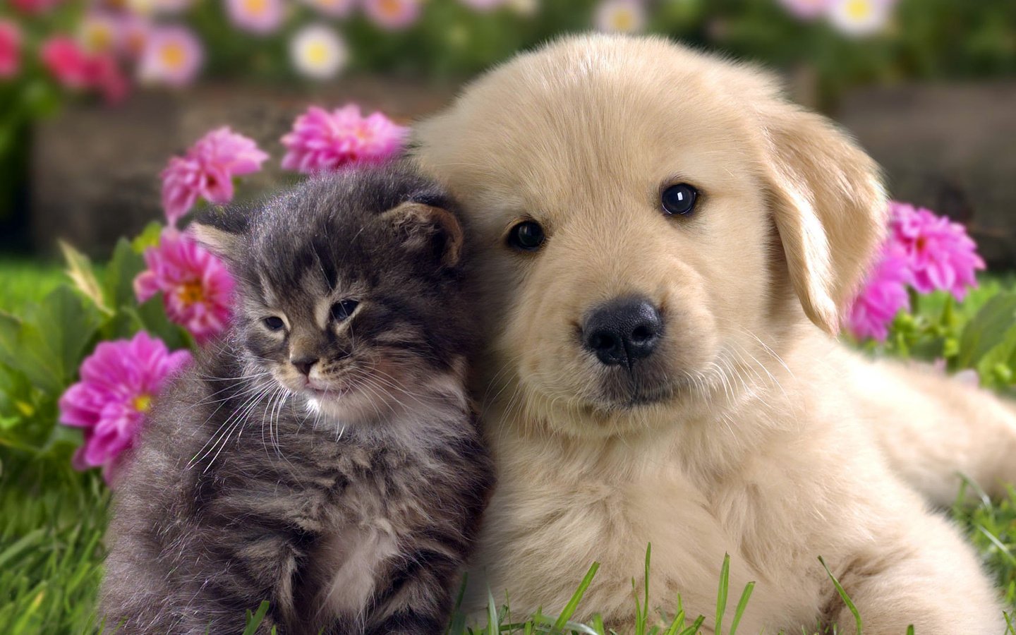 Обои цветы, кошка, котенок, собака, щенок, друзья, лабрадор, flowers, cat, kitty, dog, puppy, friends, labrador разрешение 1920x1080 Загрузить