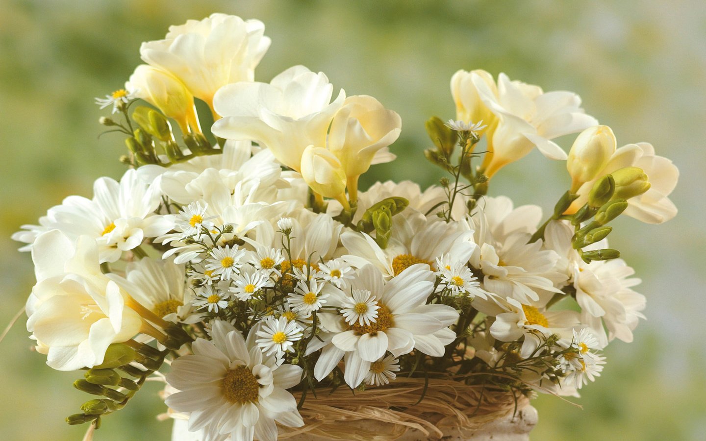 Обои ромашка, весна, букет, весенний, daisy, spring, bouquet разрешение 1920x1200 Загрузить