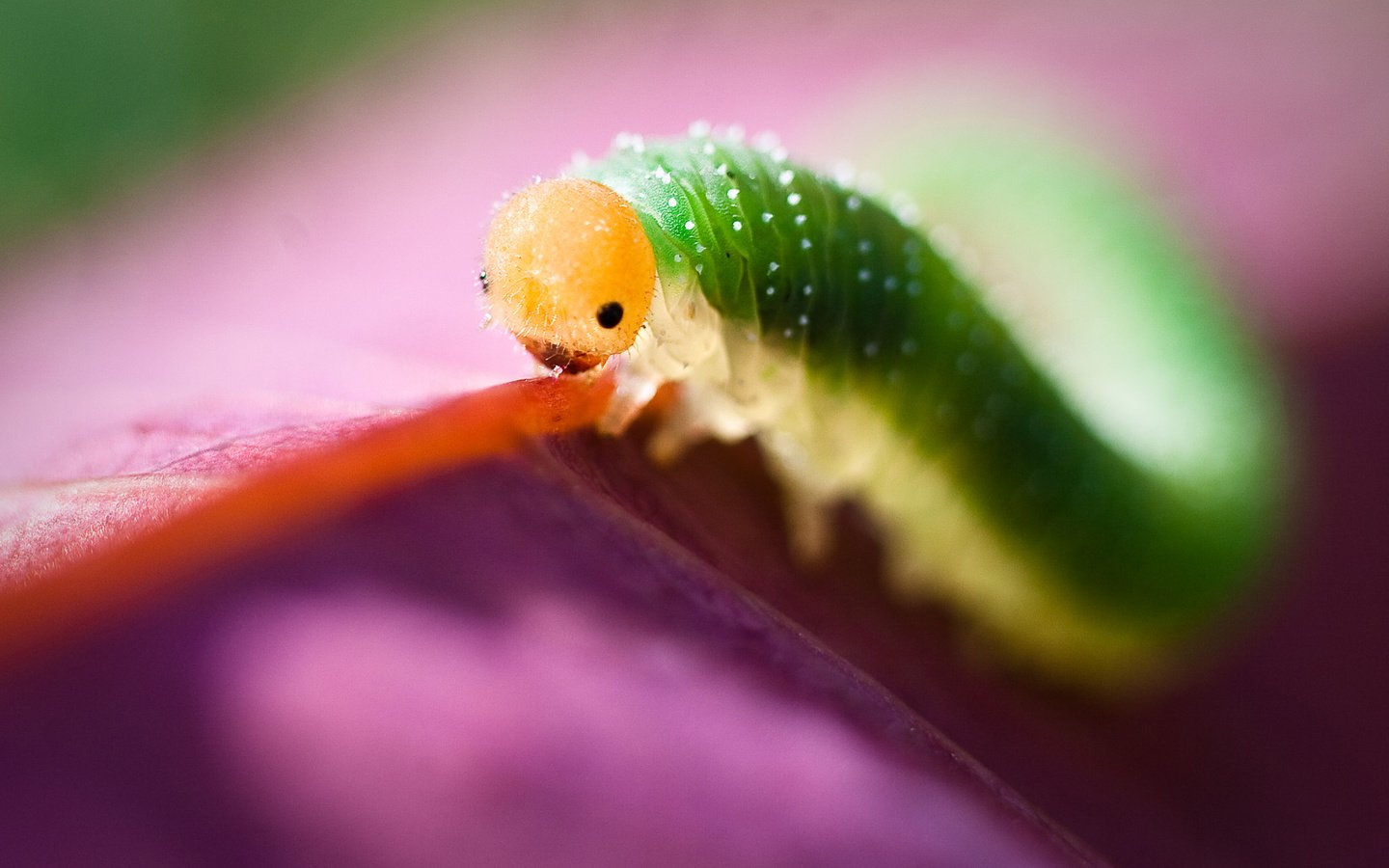 Обои глаза, макро, насекомое, листок, гусеница, eyes, macro, insect, leaf, caterpillar разрешение 1920x1200 Загрузить