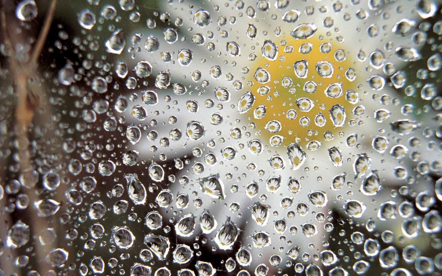 Обои макро, отражение, цветок, капли, лепестки, ромашка, стекло, капли дождя, macro, reflection, flower, drops, petals, daisy, glass, raindrops разрешение 1920x1080 Загрузить