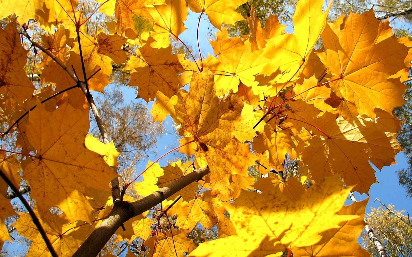 Обои дерево, листья, осень, клен, желтые, tree, leaves, autumn, maple, yellow разрешение 1920x1200 Загрузить