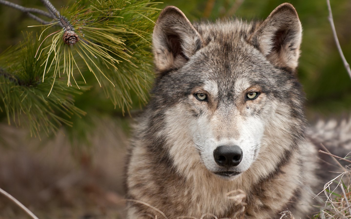 Обои морда, лес, хвоя, взгляд, хищник, волк, волк в лесу, face, forest, needles, look, predator, wolf, wolf in the forest разрешение 1920x1381 Загрузить