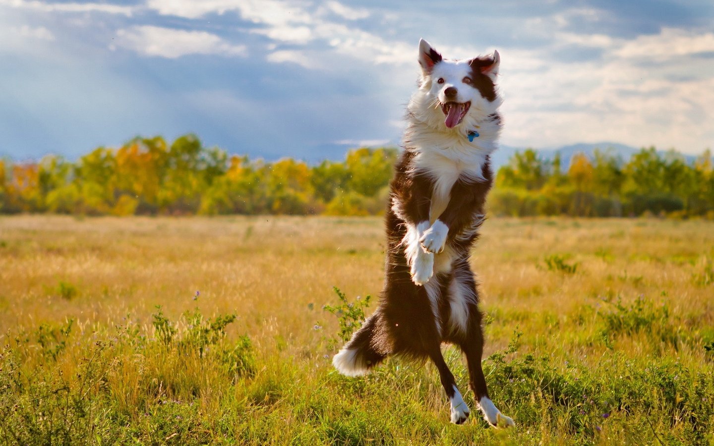 Обои поле, собака, прыжок, язык, бордер-колли, field, dog, jump, language, the border collie разрешение 1920x1280 Загрузить