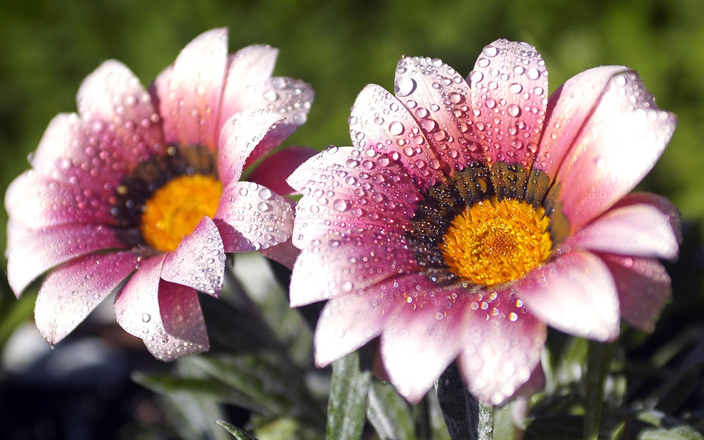 Обои цветы, макро, роса, лепестки, капельки, газания, flowers, macro, rosa, petals, droplets, gazania разрешение 1920x1080 Загрузить