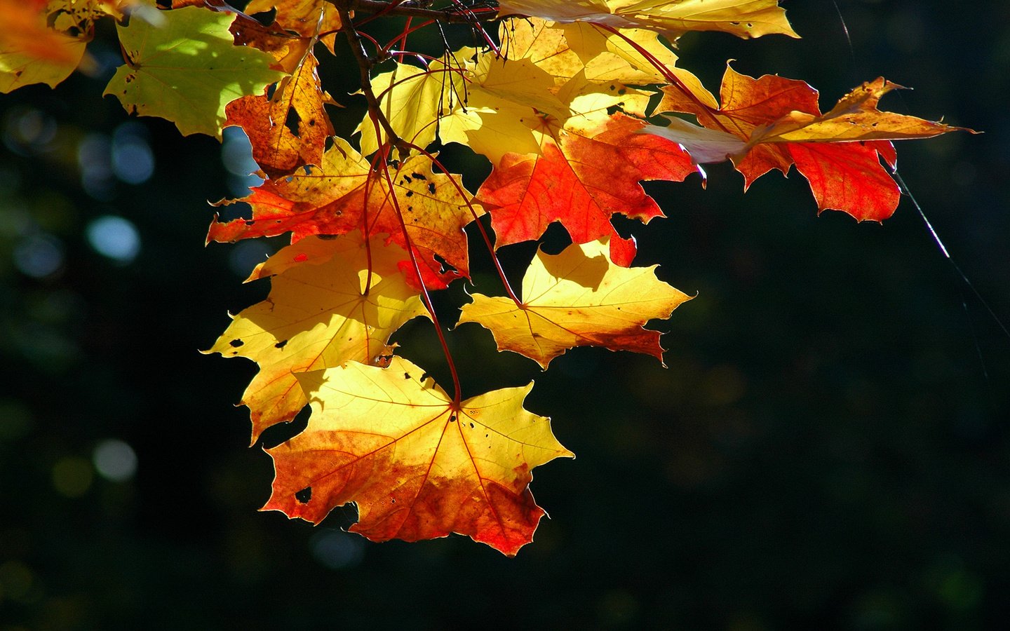 Обои свет, листья, клен, кленовый лист, сухой, осенние листья, light, leaves, maple, maple leaf, dry, autumn leaves разрешение 1920x1200 Загрузить