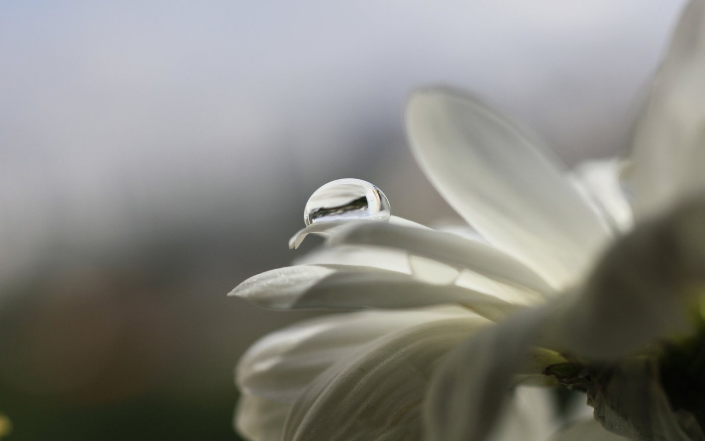 Обои макро, цветок, капли, лепестки, белый, cvety, kaplya, леспестки, macro, flower, drops, petals, white, lepestki разрешение 3750x2500 Загрузить