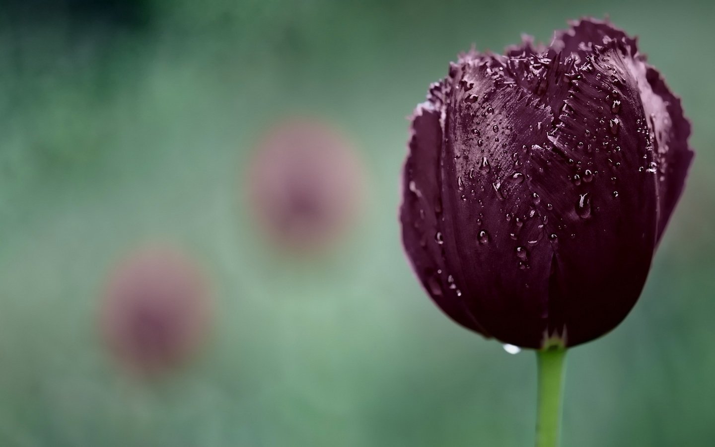 Обои макро, капли, тюльпан, macro, drops, tulip разрешение 1920x1200 Загрузить