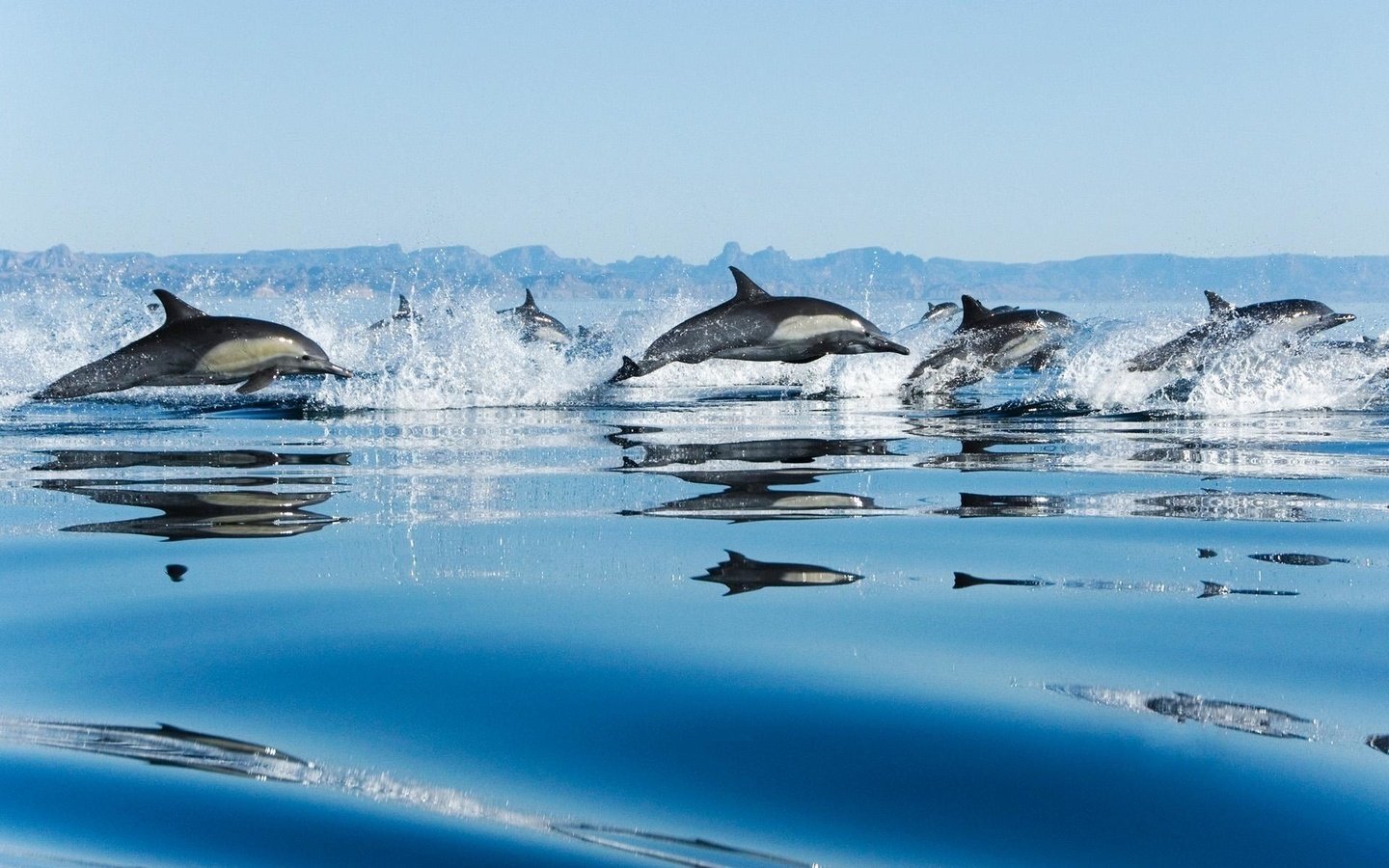 Обои вода, море, брызги, дельфины, прыжки, water, sea, squirt, dolphins, jumping разрешение 1920x1200 Загрузить