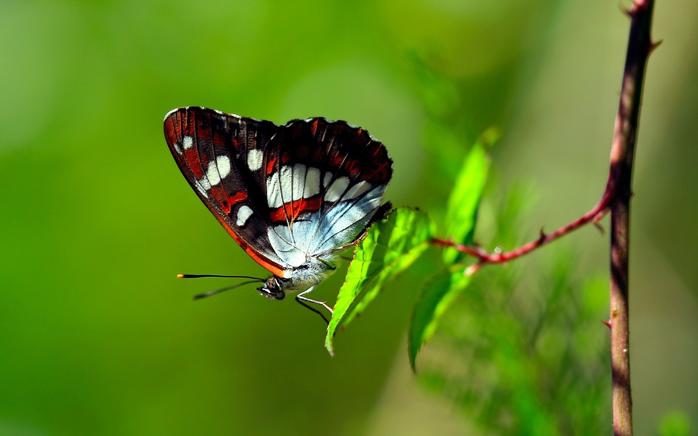 Обои ветка, листья, макро, бабочка, крылья, насекомые, branch, leaves, macro, butterfly, wings, insects разрешение 1920x1200 Загрузить