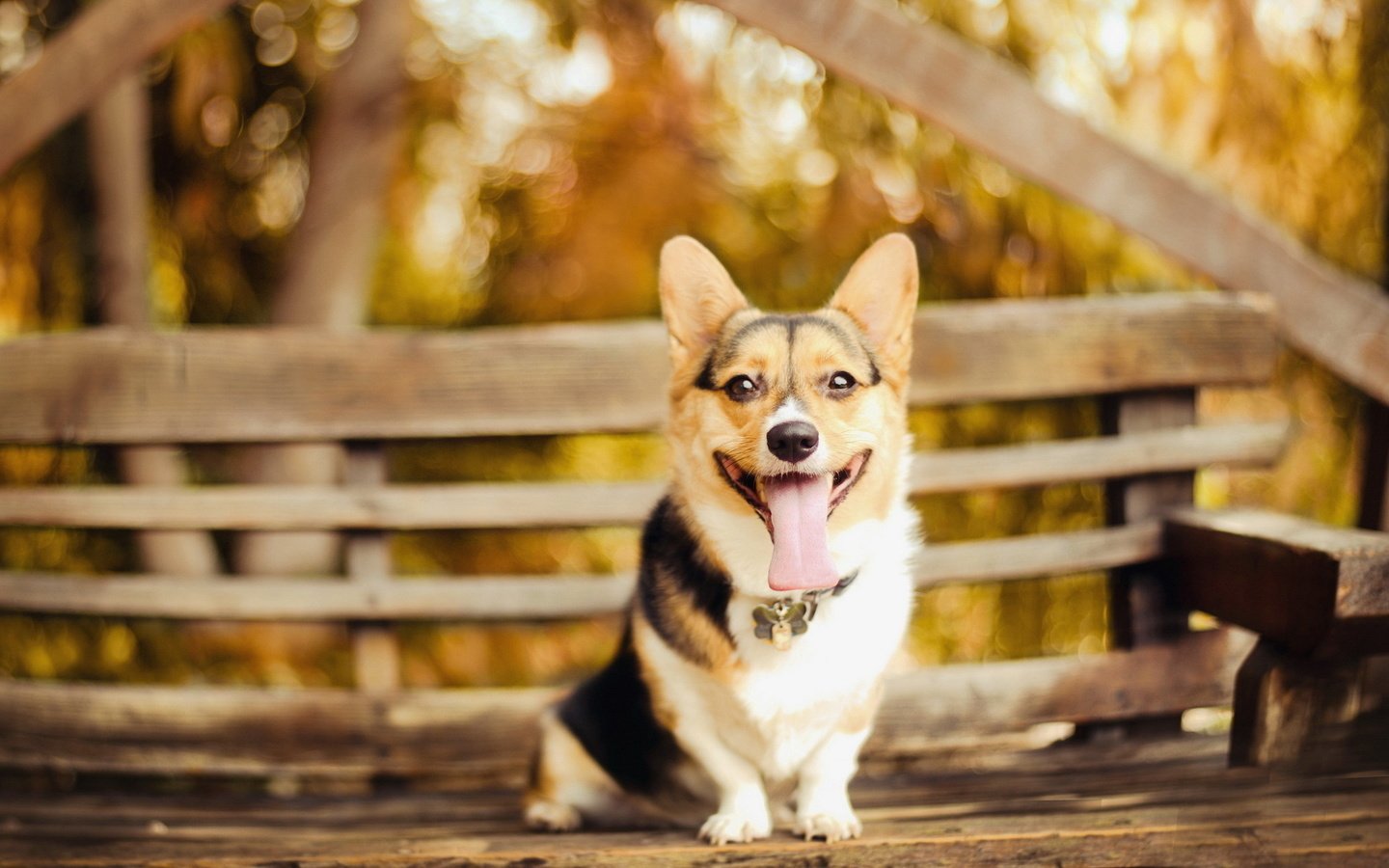 Обои взгляд, собака, скамейка, ошейник, язык, пес, вельш-корги, look, dog, bench, collar, language, welsh corgi разрешение 1920x1200 Загрузить