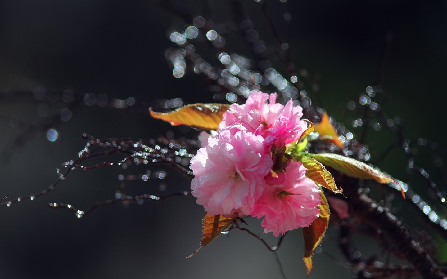 Обои цветы, вода, ветка, цветение, капли, весна, розовые, сакура, flowers, water, branch, flowering, drops, spring, pink, sakura разрешение 2560x1600 Загрузить