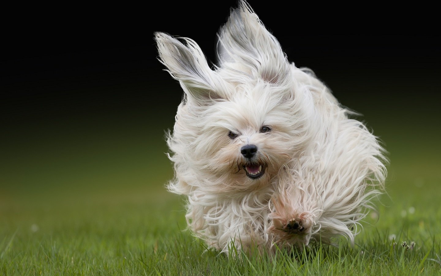 Обои трава, взгляд, собака, прыжок, бег, гаванский бишон, grass, look, dog, jump, running, the havanese разрешение 2048x1365 Загрузить
