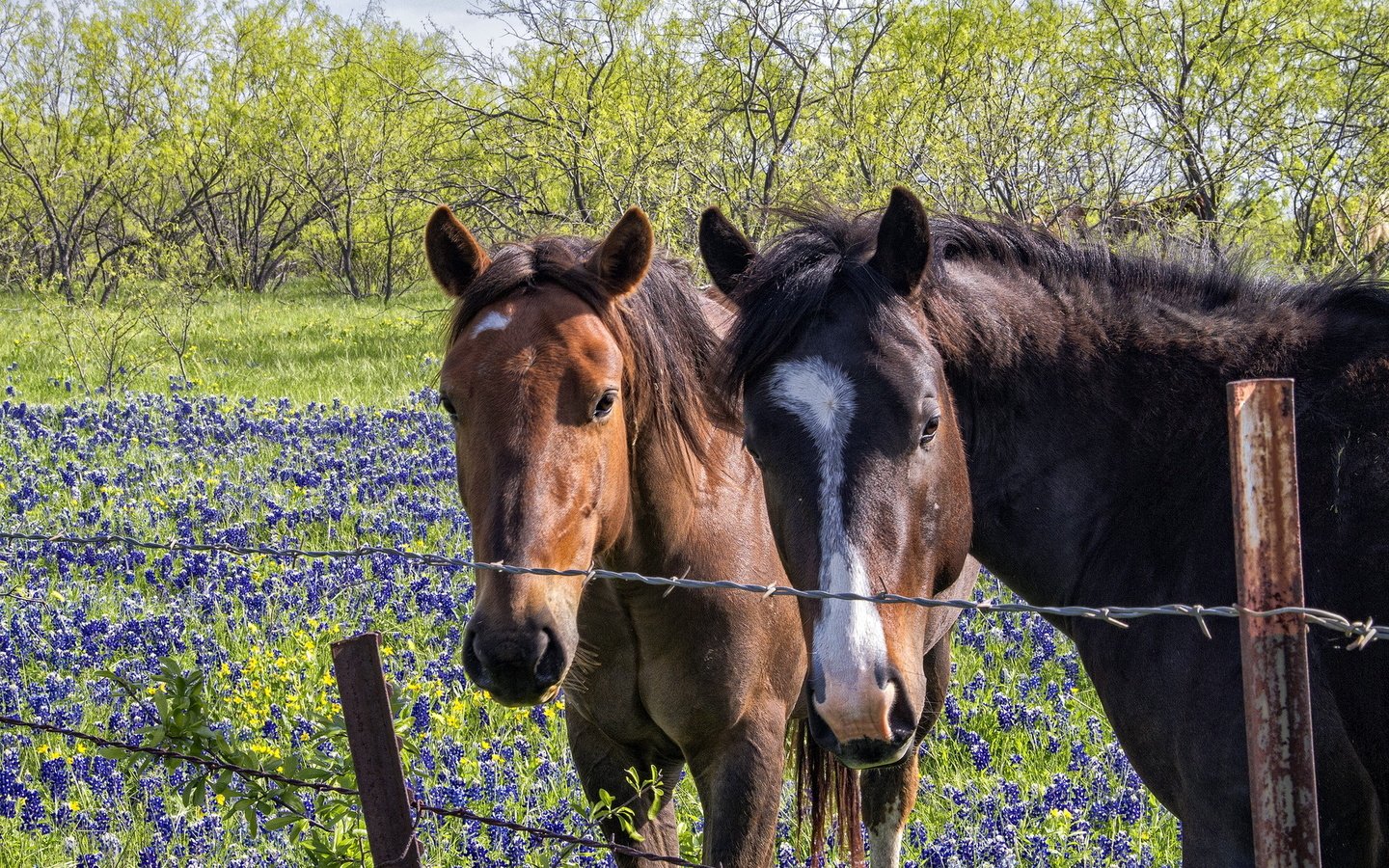 Обои цветы, деревья, забор, лошади, кони, колючая проволока, flowers, trees, the fence, horse, horses, barbed wire разрешение 1920x1200 Загрузить