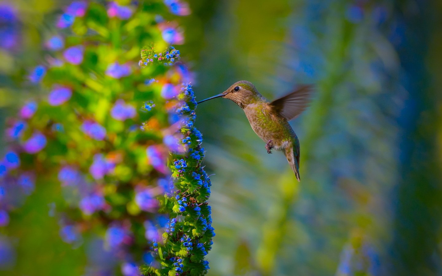 Обои цветы, природа, сад, птица, колибри, flowers, nature, garden, bird, hummingbird разрешение 1920x1200 Загрузить