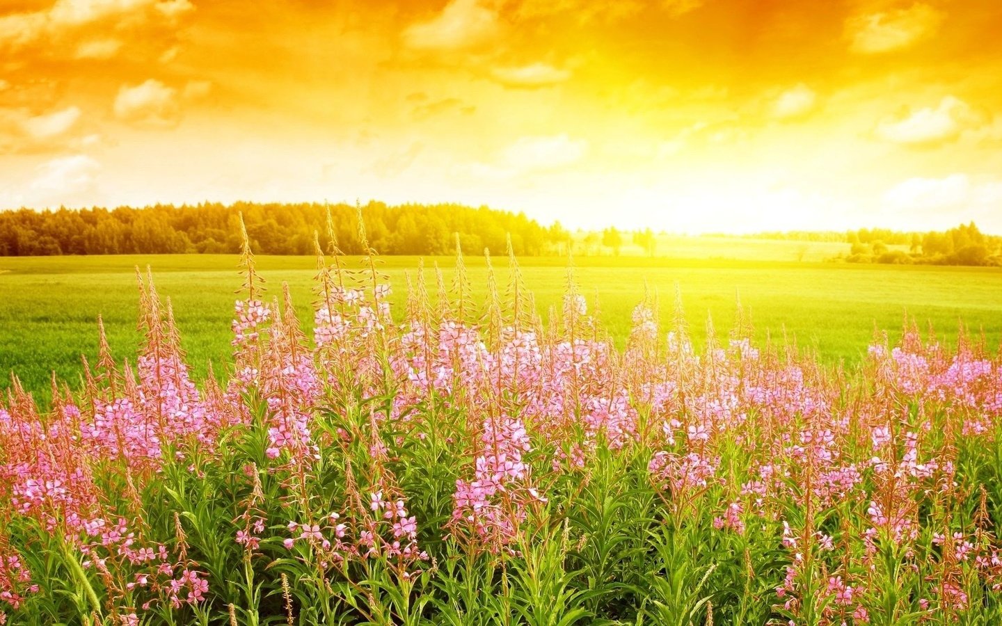 Обои цветы, облака, солнце, лес, поле, поляна, иван-чай, кипрей, flowers, clouds, the sun, forest, field, glade, ivan-tea, fireweed разрешение 1920x1080 Загрузить