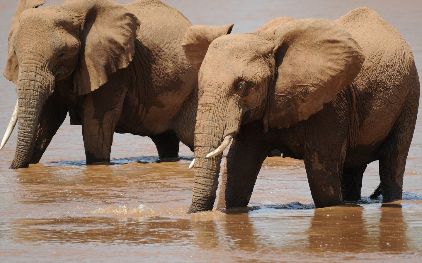 Обои вода, слон, слоны, водопой, хобот, water, elephant, elephants, drink, trunk разрешение 3588x2464 Загрузить