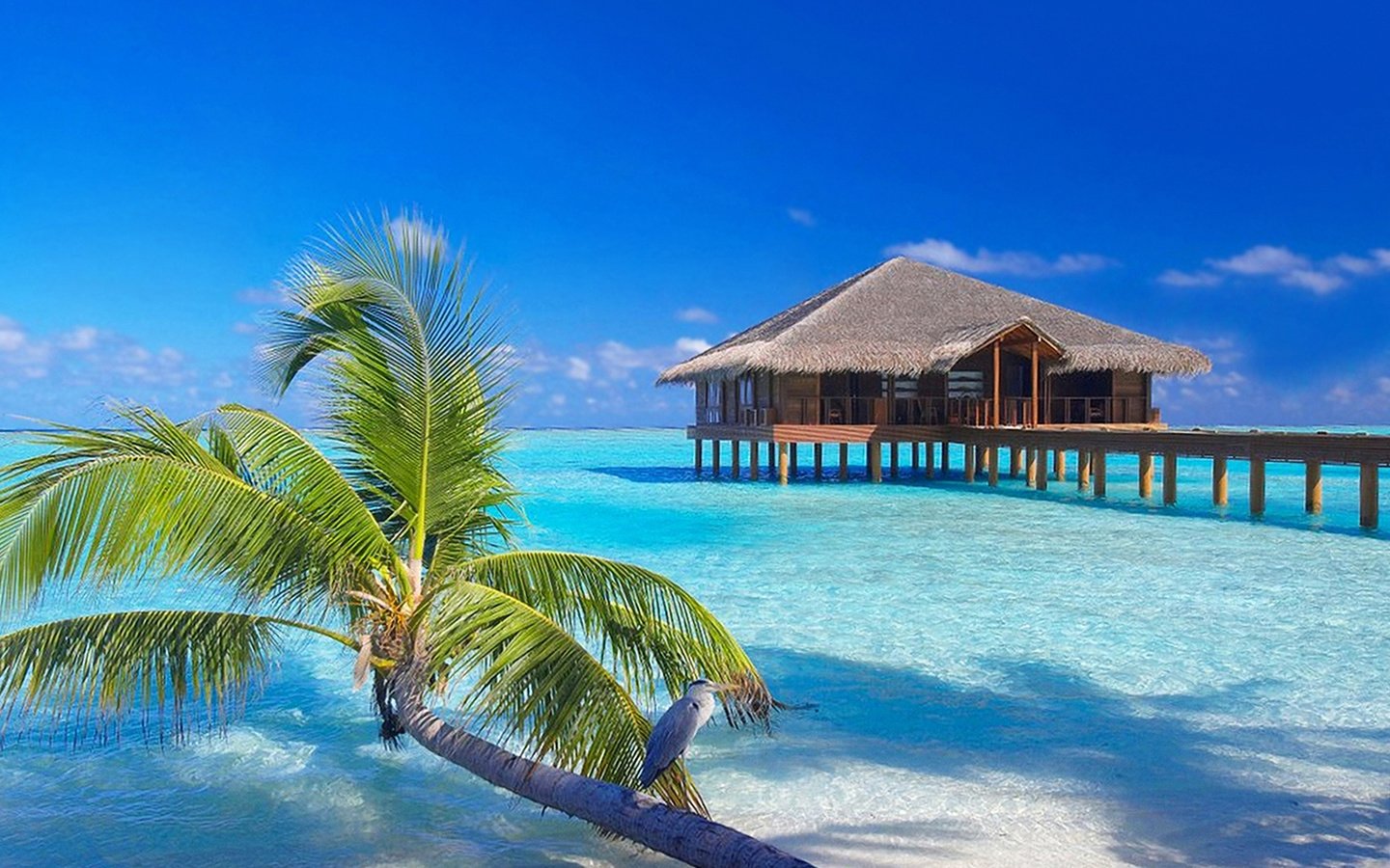 Обои море, пляж, бунгало, тропики, мальдивы, sea, beach, bungalow, tropics, the maldives разрешение 1920x1430 Загрузить