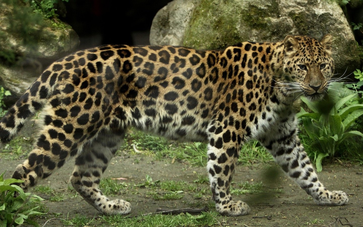 Обои леопард, хищник, большая кошка, амурский, leopard, predator, big cat, amur разрешение 2048x1365 Загрузить