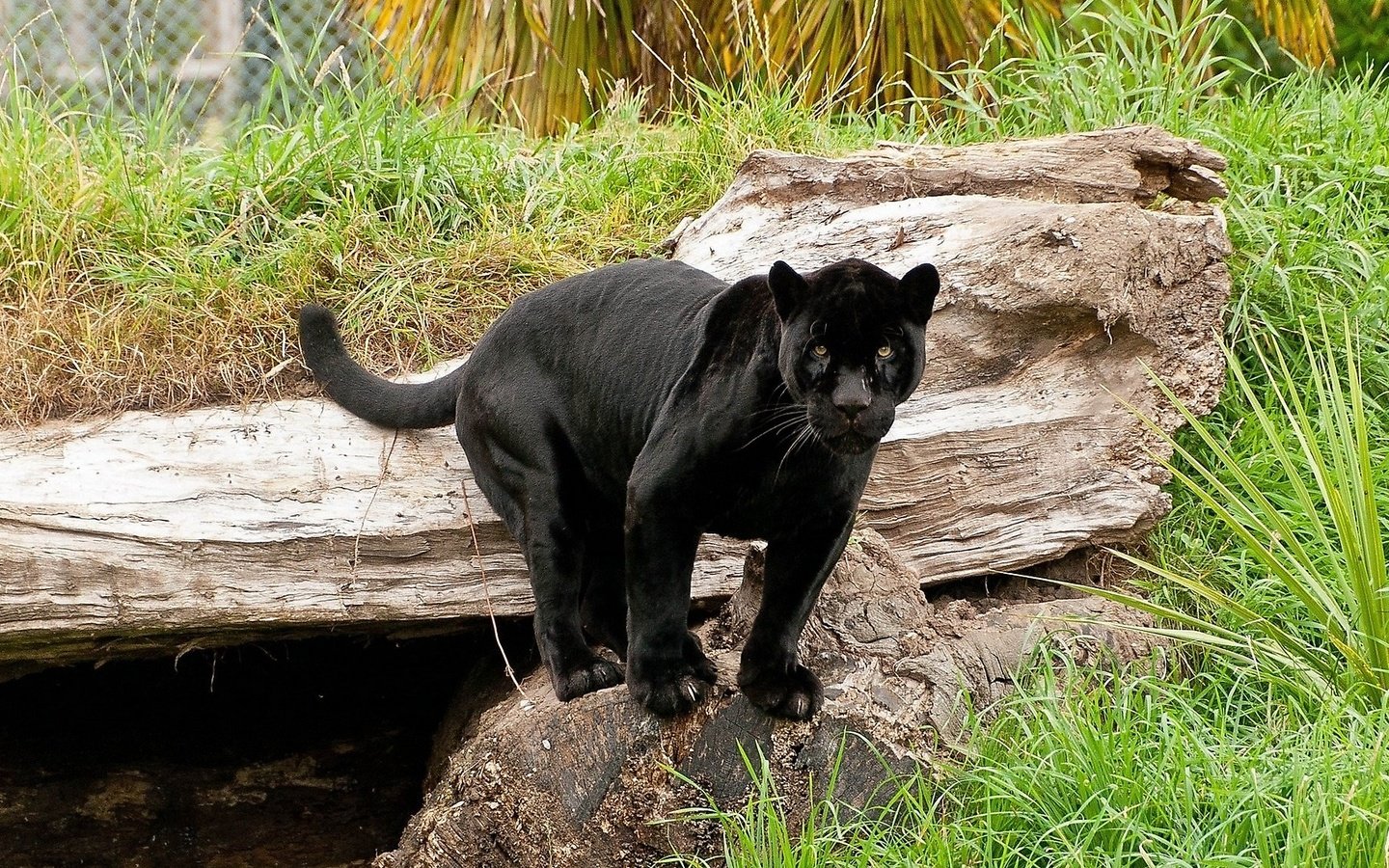 Обои кошка, пантера, черный ягуар, пантера на камне, cat, panther, black jaguar, panther on the rock разрешение 1920x1080 Загрузить