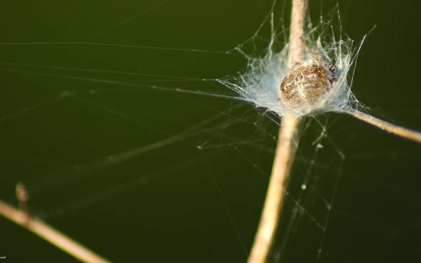 Обои трава, паук, grass, spider разрешение 1920x1080 Загрузить