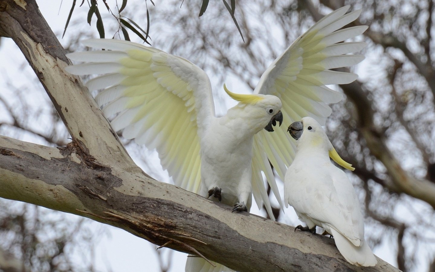 Обои ветка, птицы, попугай, большой желтохохлый какаду, branch, birds, parrot, big jeltuhay cockatoo разрешение 1920x1200 Загрузить