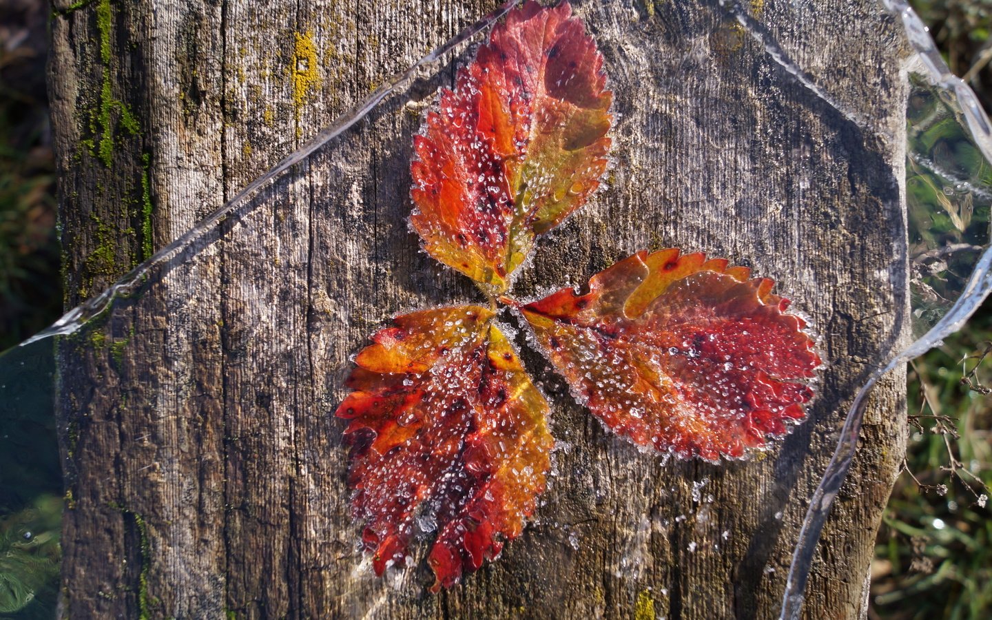 Обои природа, листья, иней, лёд, nature, leaves, frost, ice разрешение 4912x2760 Загрузить