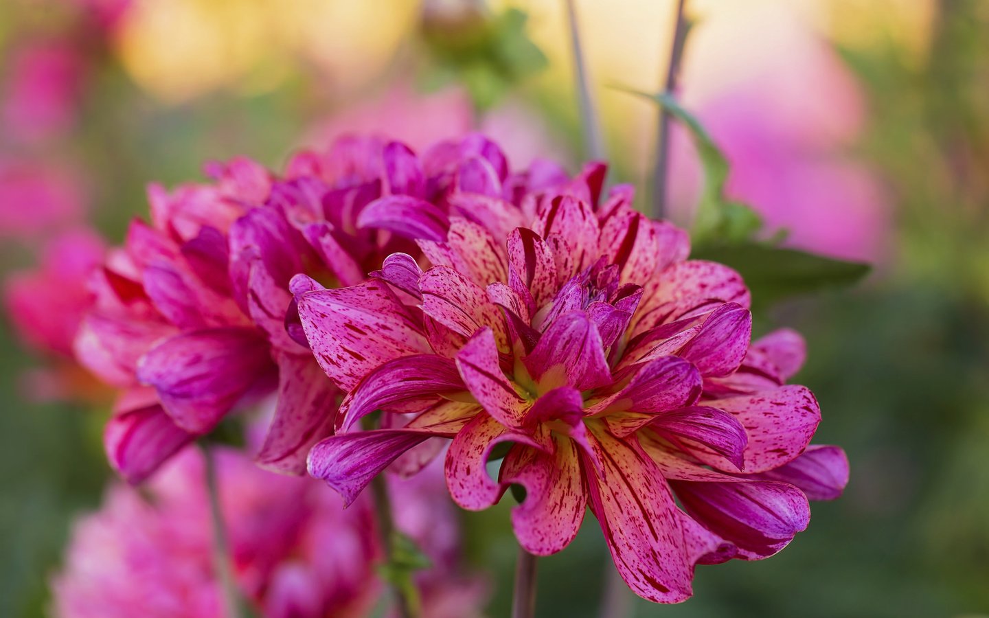 Обои цветы, макро, георгины, flowers, macro, dahlias разрешение 2048x1365 Загрузить