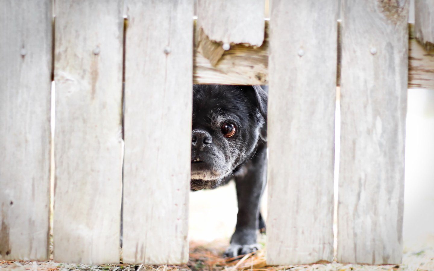 Обои забор, дырка, французский бульдог, the fence, hole, french bulldog разрешение 2048x1319 Загрузить