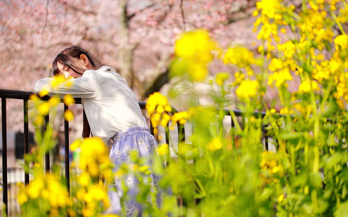 Обои цветы, девушка, спит, ограда, flowers, girl, sleeping, fence разрешение 2560x1707 Загрузить