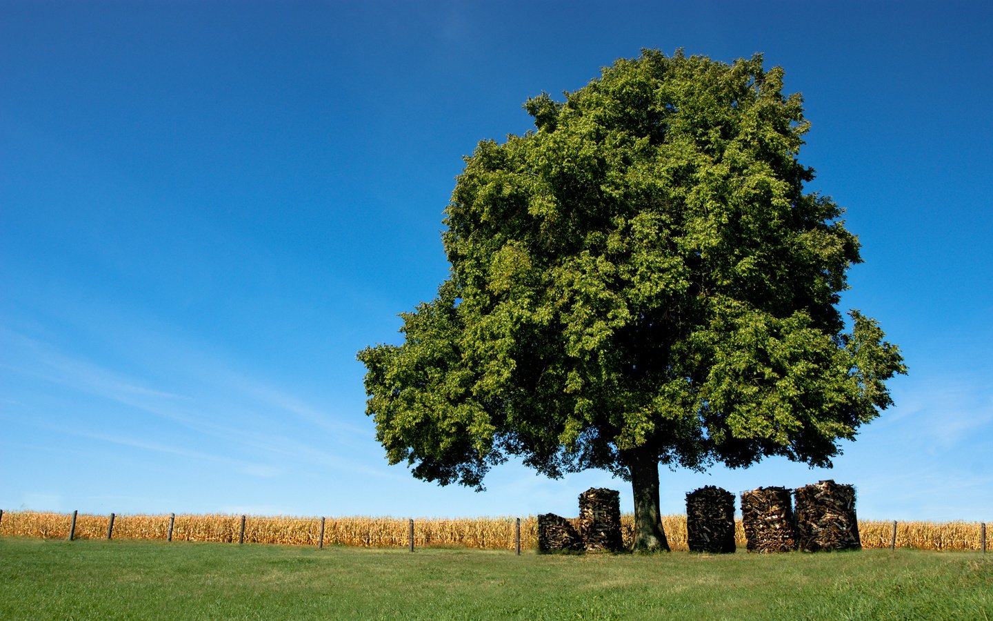 Обои небо, трава, природа, дерево, поле, забор, доски, бревна, the sky, grass, nature, tree, field, the fence, board, logs разрешение 1920x1187 Загрузить