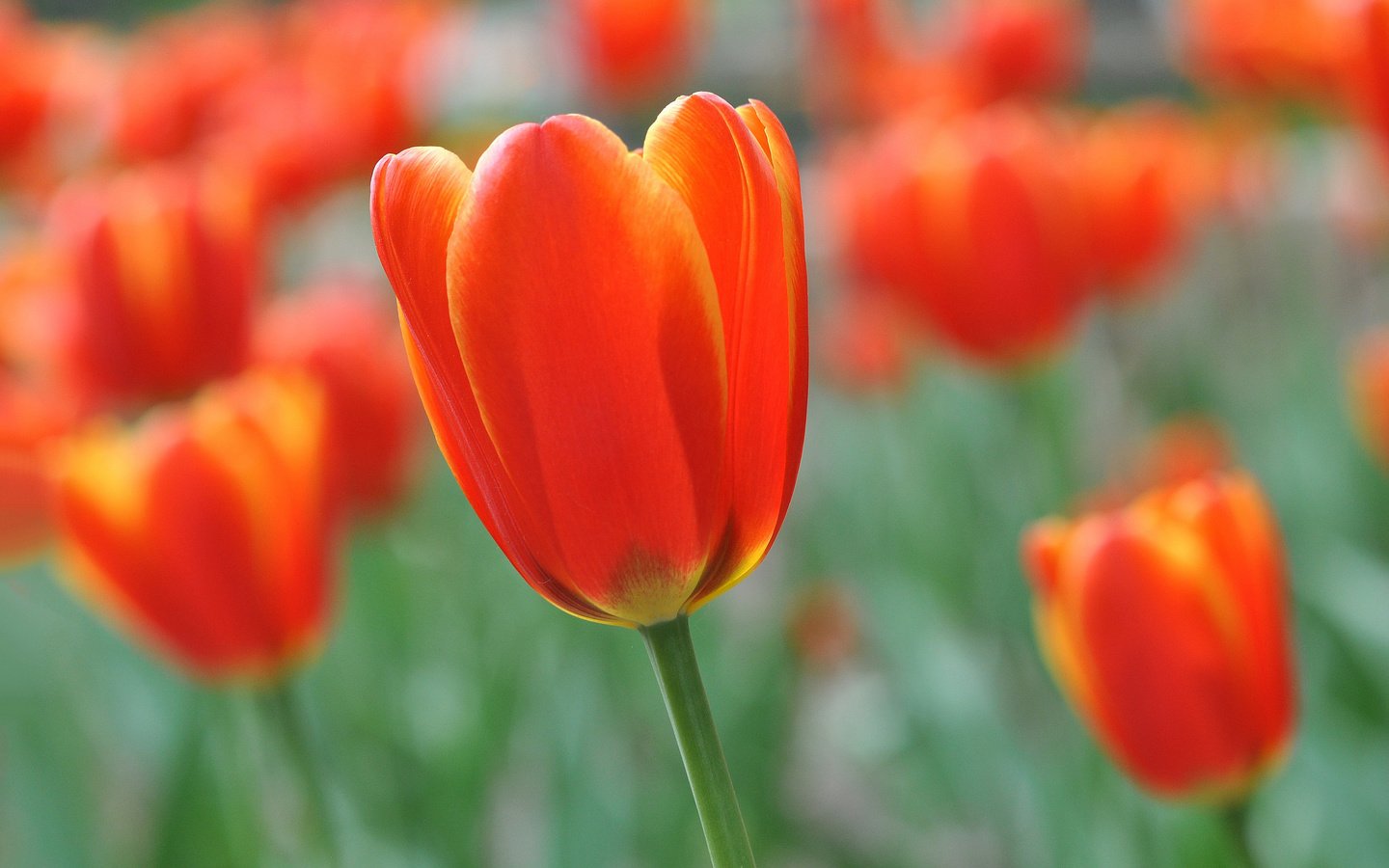 Обои цветы, весна, тюльпаны, flowers, spring, tulips разрешение 2048x1360 Загрузить