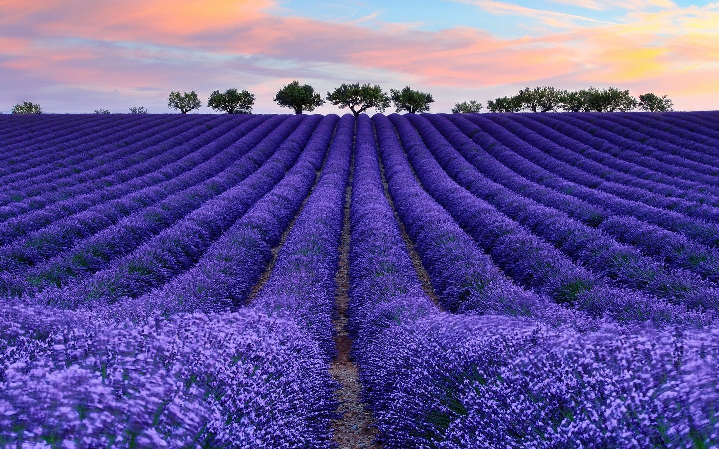 Обои небо, цветы, облака, дерево, поле, лаванда, франция, прованс, the sky, flowers, clouds, tree, field, lavender, france, provence разрешение 2048x1365 Загрузить