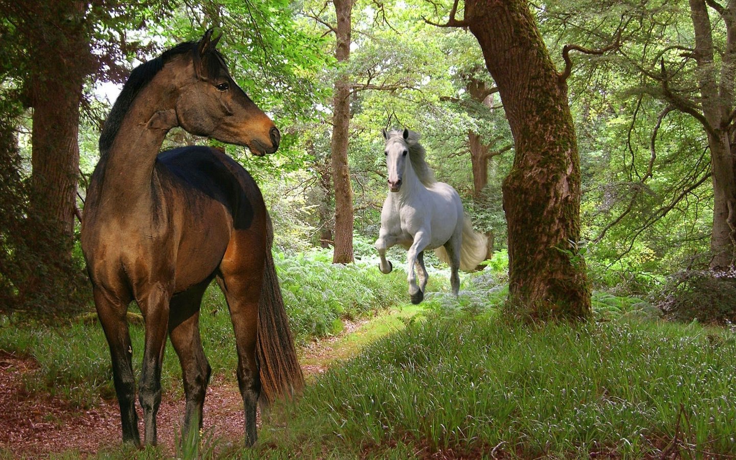 Обои природа, лес, лошади, nature, forest, horse разрешение 1920x1080 Загрузить