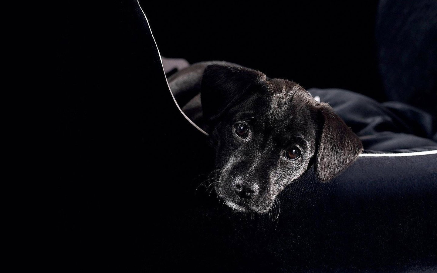 Обои глаза, морда, черный, собака, щенок, eyes, face, black, dog, puppy разрешение 1920x1080 Загрузить